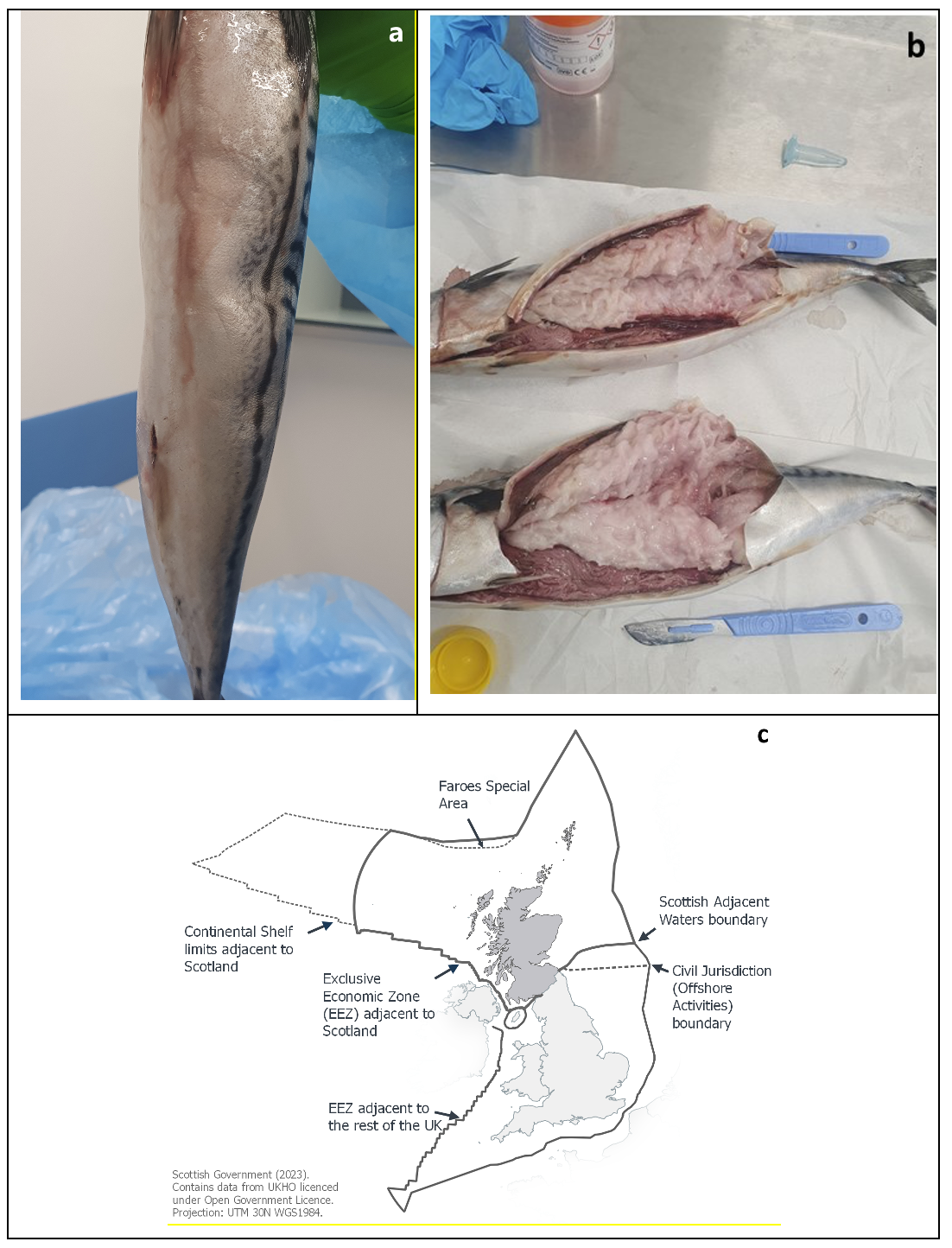 Identification of _Kudoa ⁠thyrsites_ in Atlantic mackerel (_