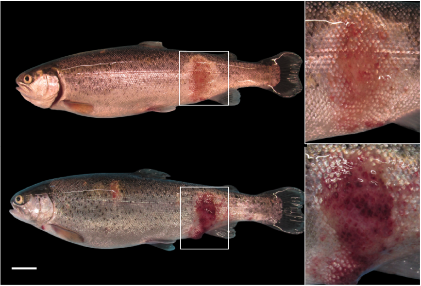 Red mark syndrome (RMS) in farmed rainbow trout (_Oncorhynchus mykiss_):  first report of outbreak in Peruvian Salmonid Aquaculture.